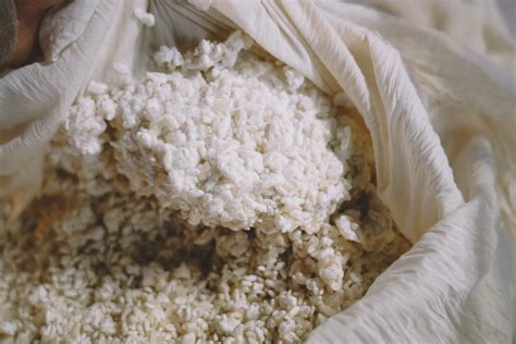 kojui|Aspergillus oryzae .